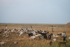 Harsha Vadlamani Photojournalist, Documentary Photographer and Filmmaker in India