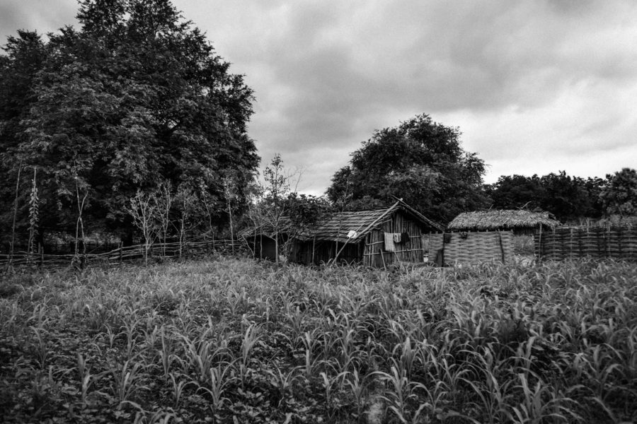 A maize farm abutting a house in a Muria settlement at Balimera in Telangana’s Khammam district.