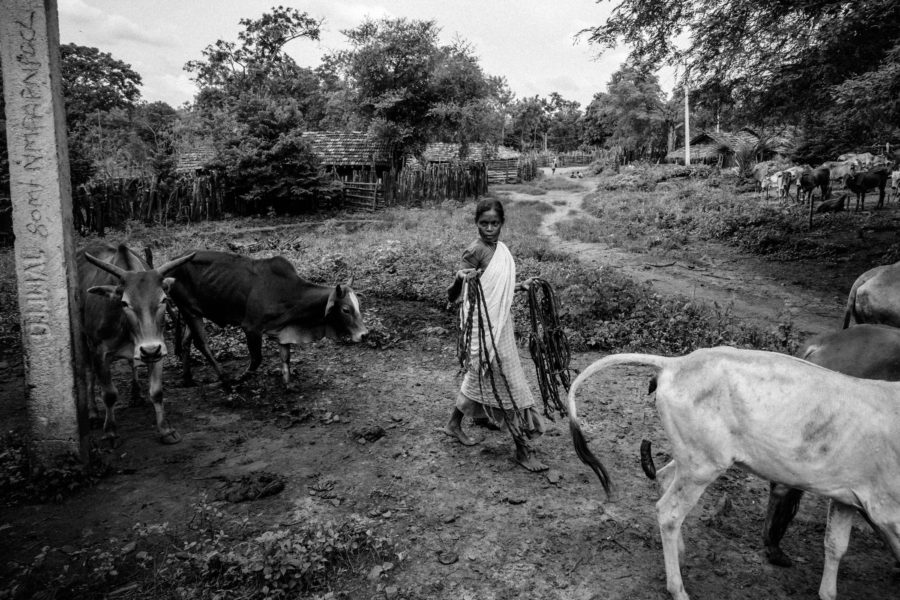 Vanjam Aitamma leads her cattle to graze in the forests at Lankapalli. Forests on both sides of the state border are abundant in Mahua, a tree around which the lives of Murias are centered.