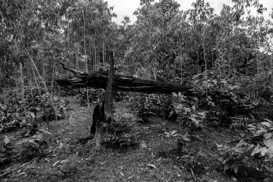 A recently felled tree in the forests at Balimera. The Murias clear large patches of the forest for farming and to build settlements, inviting the wrath of forest officials.