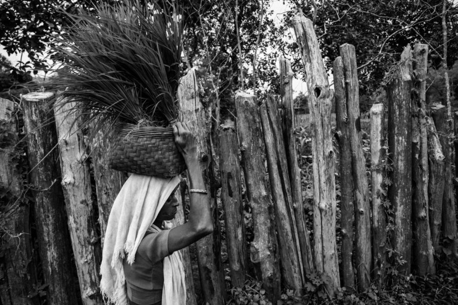 A woman carries paddy seedlings to a field in Thatigonde. The Murias practise an inefficient form of agriculture and the yield barely meets their needs.