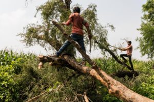 A weak tree is cut down to protect the crop standing next to it in Awali, Dhar, Madhya Pradesh. September 08, 2017.