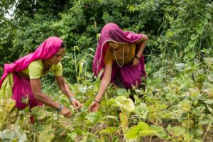 Sunita Kharte, 25, and Solita Kharte, 20, pick green gram from their farm on a foothill in Borkhedi, Barwani, Madhya Pradesh. The backwaters are now less than 100 metres from their home. Faced with the threat of submersion, the Khartes, who are Barela Adivasis, have sown the quick-yielding bajra and green gram instead of cotton and maize. September 09, 2017.