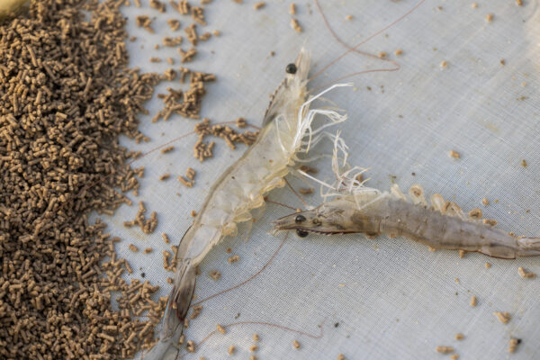 16 November 2022, Pudimadaka, Andhra Pradesh, India- Shrimp caught in a catch tray by Ramesh Peddinti, 35, at a shrimp farm.  This photo mission has been supported by Central Institute of Fisheries Technology (ICAR- CIFT), India.