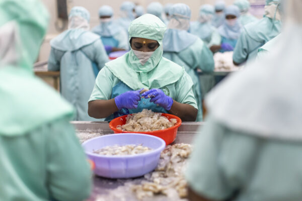 17 November 2022, Anandapuram, Andhra Pradesh, India- Workers in the shrimp pre-processing unit at Naga Hanuman Fish Packers. The finished product will be shipped to the USA.  This photo mission has been supported by Central Institute of Fisheries Technology (ICAR- CIFT), India.