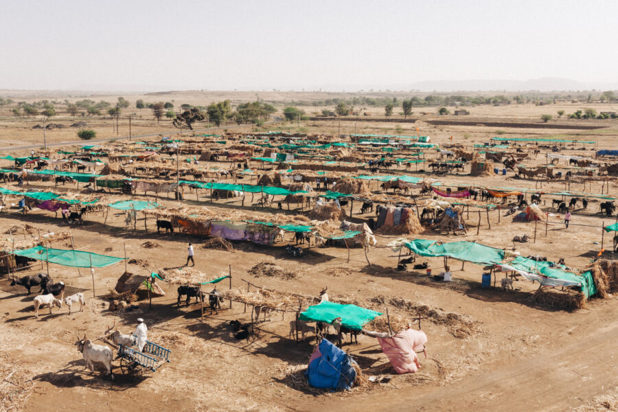 A cattle fodder camp at Siddewadi in Beed, Maharashtra. The state government has opened 327 such camps in the three heavily-affected districts of Beed, Latur and Osmanabad, providing fodder and water to over 300,000 cattle. March 21, 2016.