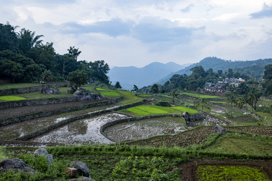 Terraced paddy fields near a Sora settlement in Murising, Odisha, India.