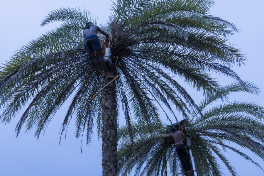 Jagat Dalbehera, 25, and Tinkamo Sabara, 30, tap toddy from silver date palm trees in Sogad, Odisha, India. Christian missionaries proscribed the consumption of alcohol among the converted, and the Church still imposes heavy penalties and even boycotts people for a few weeks for every transgression.