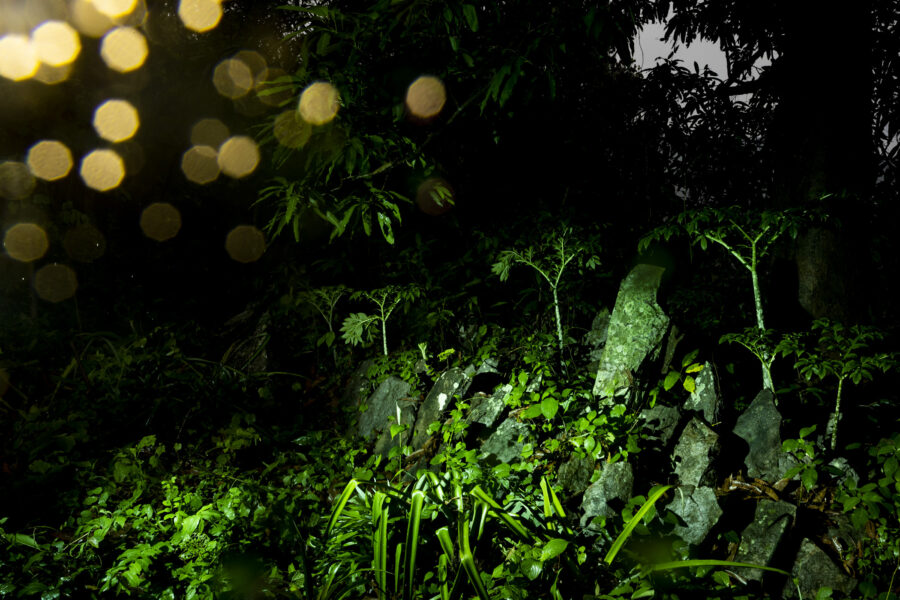 The Ganwar, a site where stones were planted around a tree in memory of dead villagers during an annual Karja ceremony, in Sogad, Odisha, India.