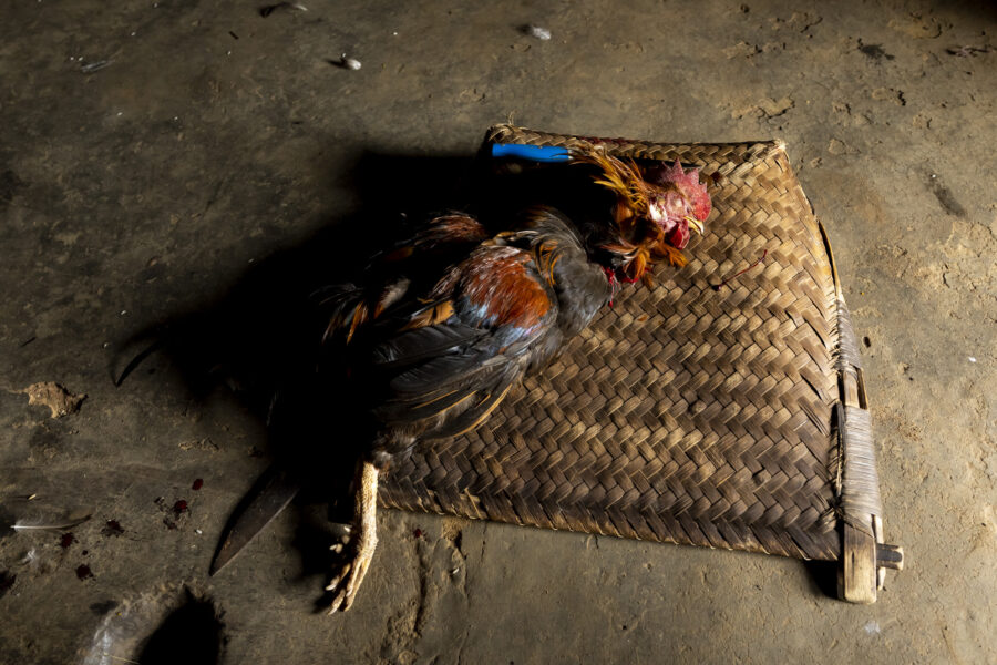 A cockerel killed as an offering to the spirits during a trance by Sindoi Raito and Ilanti Gomongo in Gudara in Odisha, India.