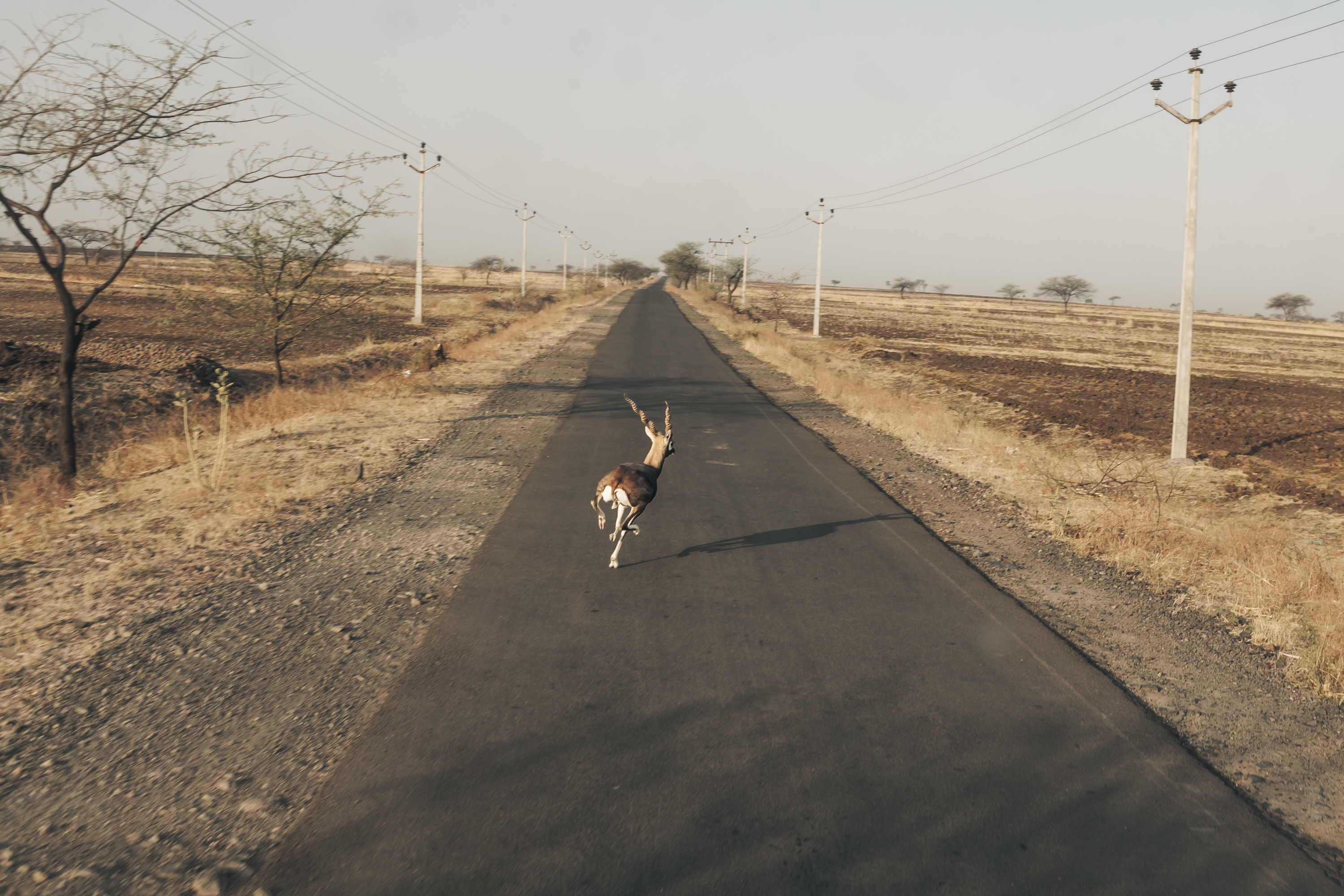 A blackbuck sprints across the road near Belewadi Phata in Beed, Maharashtra. Farmers say the drying up of watering holes in the jungles has led to an increase in sightings of wild animals on their farms. April 30, 2016.