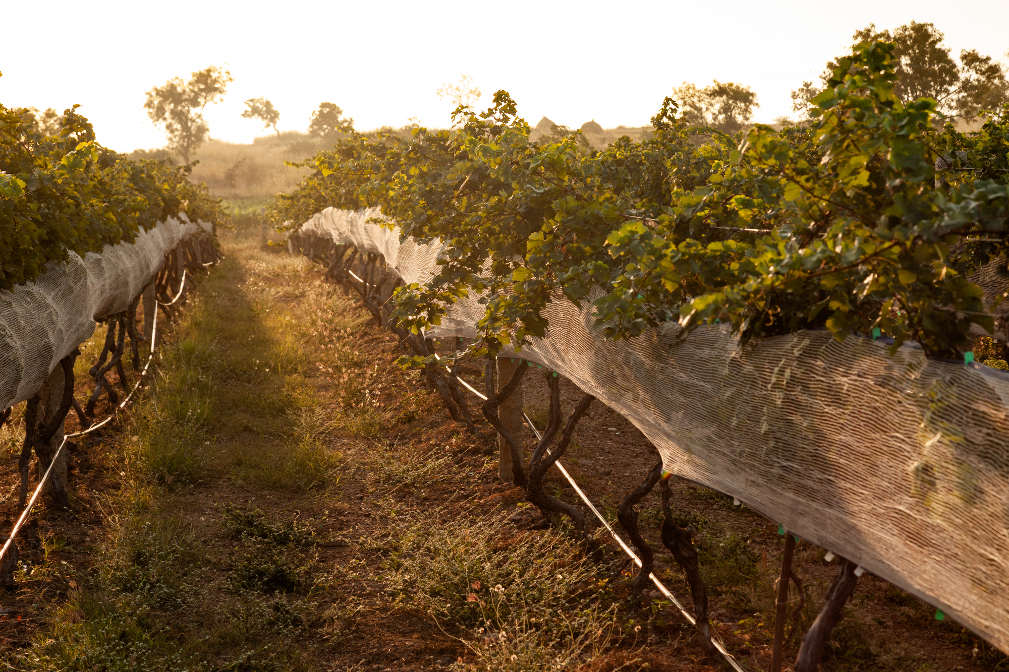 Rows of vineyard vines at sunset at KRSMA Estates, photographed with warm natural light to reflect storytelling for brands in India. Photograph by best photograph for brand storytelling in India.