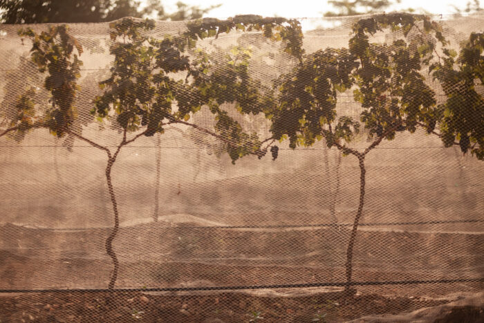 A detailed photograph of grape plants in a vineyard, captured to highlight authenticity, growth, and brand identity. Styled for corporate brand photography, the image reflects how natural elements can be used to build strong narratives for brands in Hyderabad, Bangalore, and Delhi.