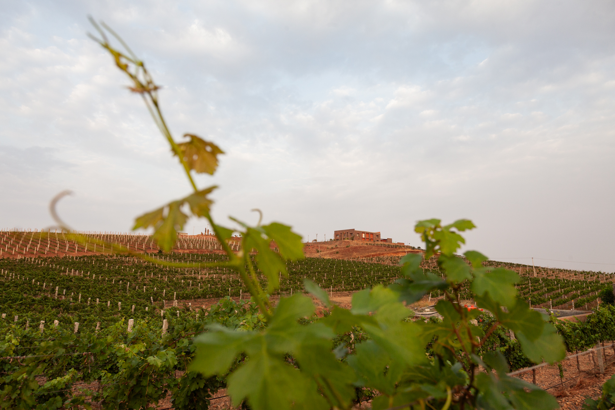 Landscape view of vineyards in the foreground with a winery estate in Koppal, Karnataka, India, captured in natural light.