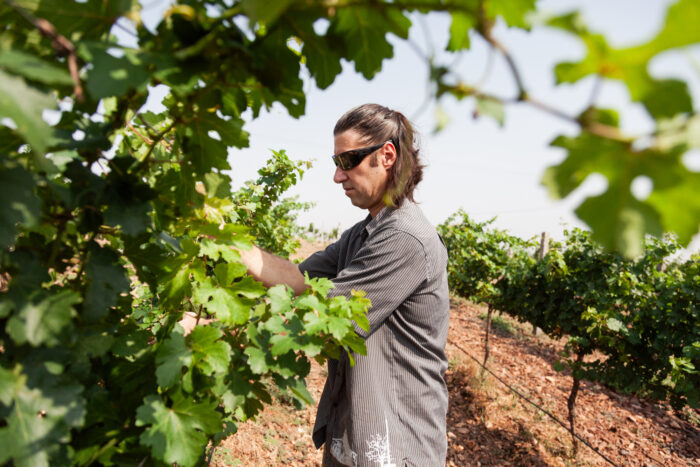 Environmental portrait of a winemaker pruning vines in a vineyard, captured in natural light to highlight craft and authenticity.