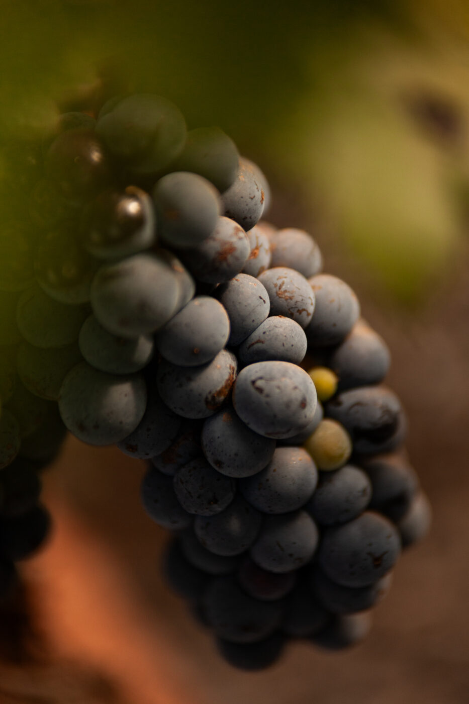 Close-up of ripe grapes on the vine at KRSMA Estates vineyard, showcasing texture, detail, and natural light in brand photography
