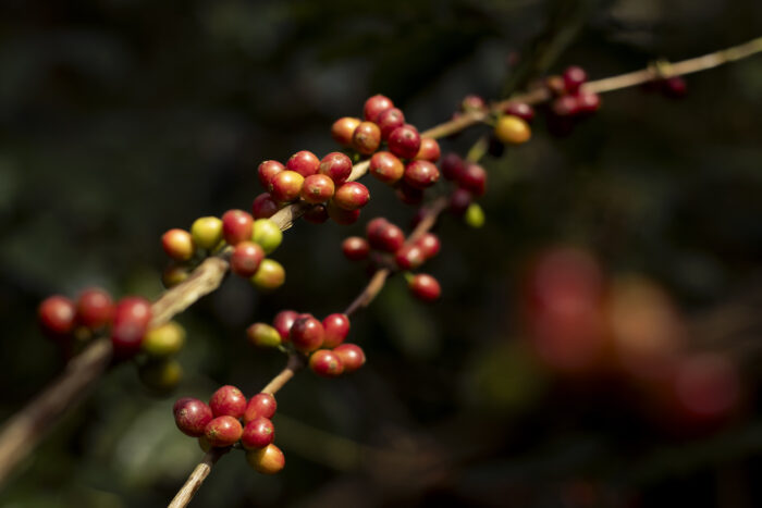 Harsha Vadlamani Photojournalist, Documentary Photographer and Filmmaker in India