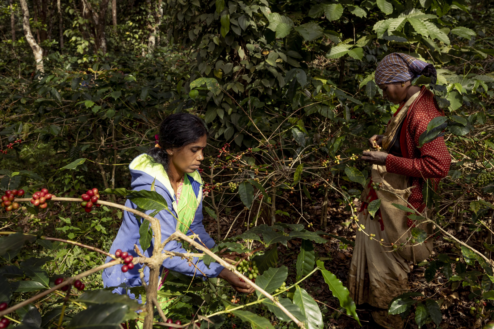 Photographs of coffee production in Western Ghats, India, by Harsha Vadlamani.