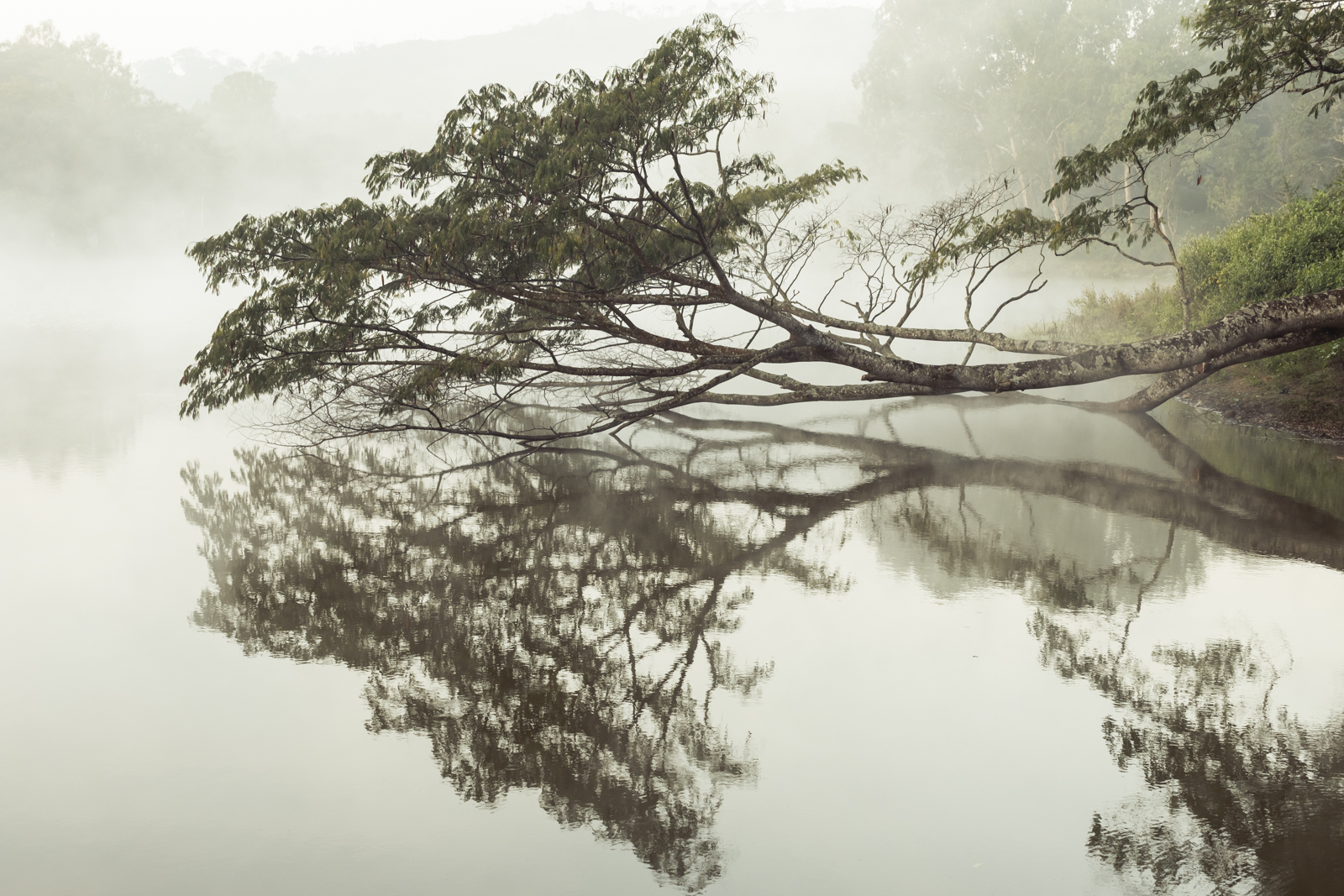 Photographs of coffee production in Western Ghats, India, by Harsha Vadlamani.